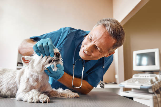Best Emergency Wisdom Teeth Removal in Springdale, PA